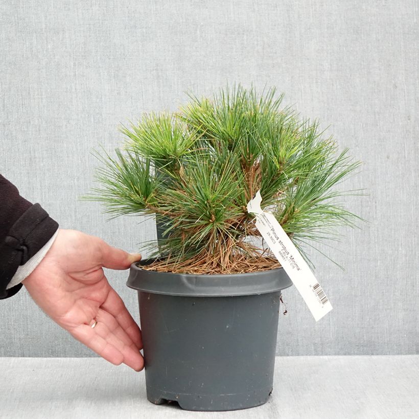 Ejemplar de Pino de Weymouth Minima - Pinus strobus Maceta 2L/3L entregado en otoño