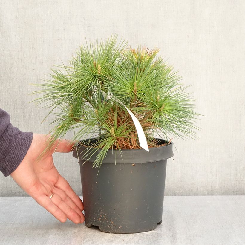 Pino de Weymouth Minima - Pinus strobus Maceta 2L/3L Ejemplar entregado en la primavera