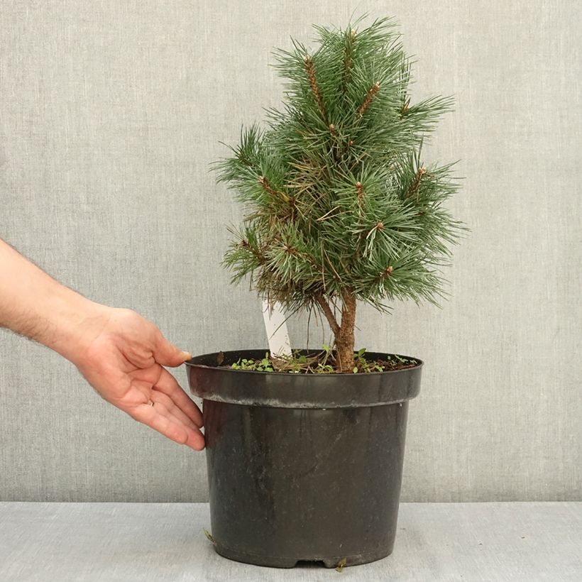 Ejemplar de Pino silvestre Watereri - Pinus sylvestris Maceta 7,5L/10L entregado en verano