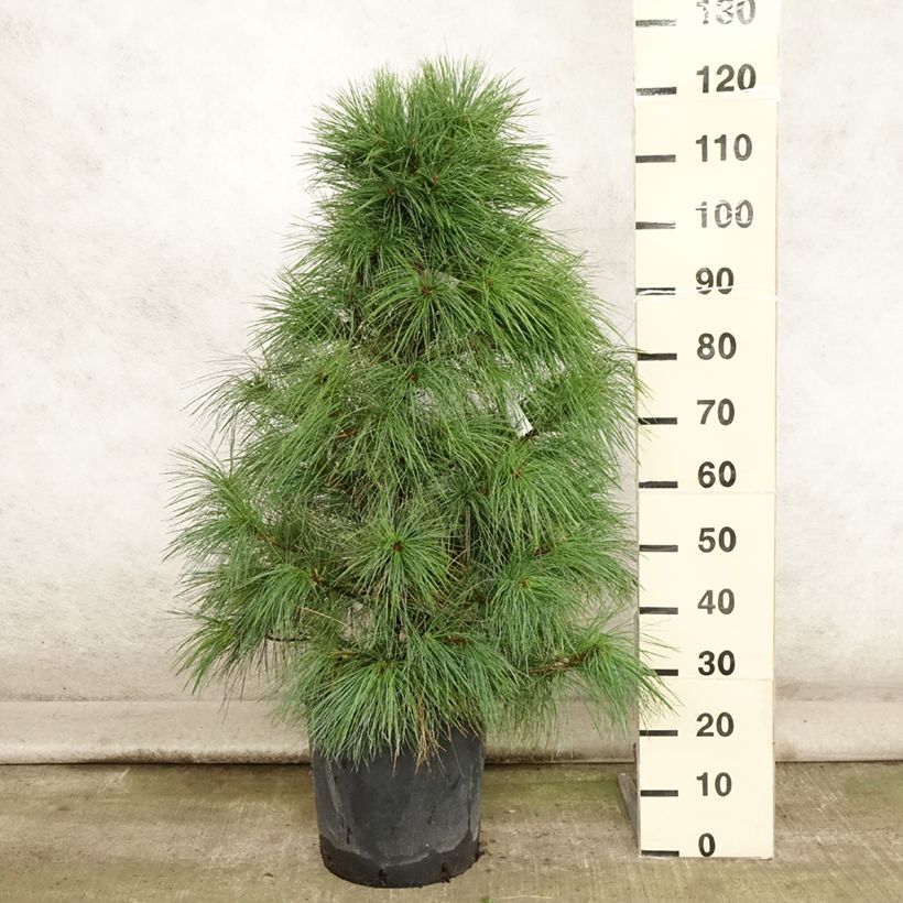 Ejemplar de Pino azul del Himalaya​ - Pinus wallichiana Maceta 18L/20L entregado en verano