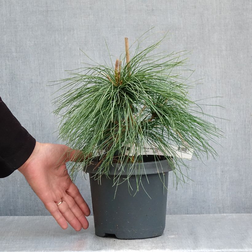Ejemplar de Pino azul del Himalaya​ - Pinus wallichiana Maceta 3L/4L entregado en otoño