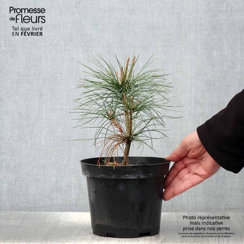Pino azul del Himalaya​ - Pinus wallichiana Maceta 3L/4L Ejemplar entregado en invierno