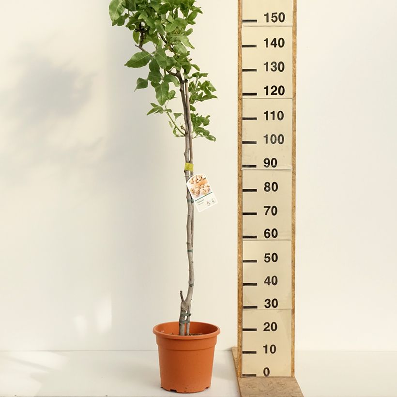 Pistachio Kerman Maceta 7,5L/10L, Medio tallo Ejemplar entregado en la primavera