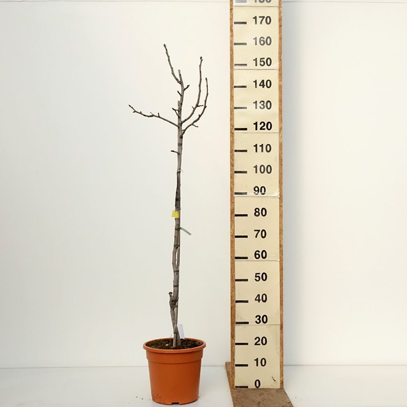 Pistachio Peters Maceta 7,5L/10L, Medio tallo Ejemplar entregado en invierno