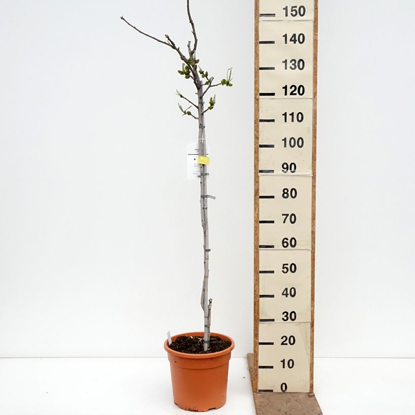 Pistachio Peters Maceta 7,5L/10L, Medio tallo Ejemplar entregado en la primavera