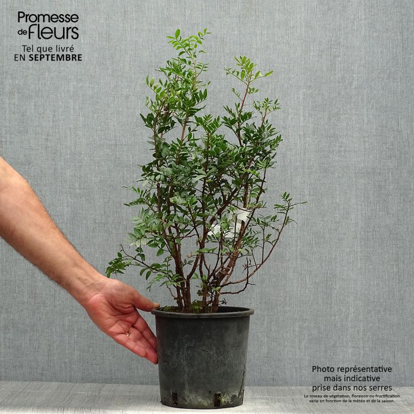 Ejemplar de Pistacia lentiscus - Lentisco Maceta 2L/3L entregado en otoño