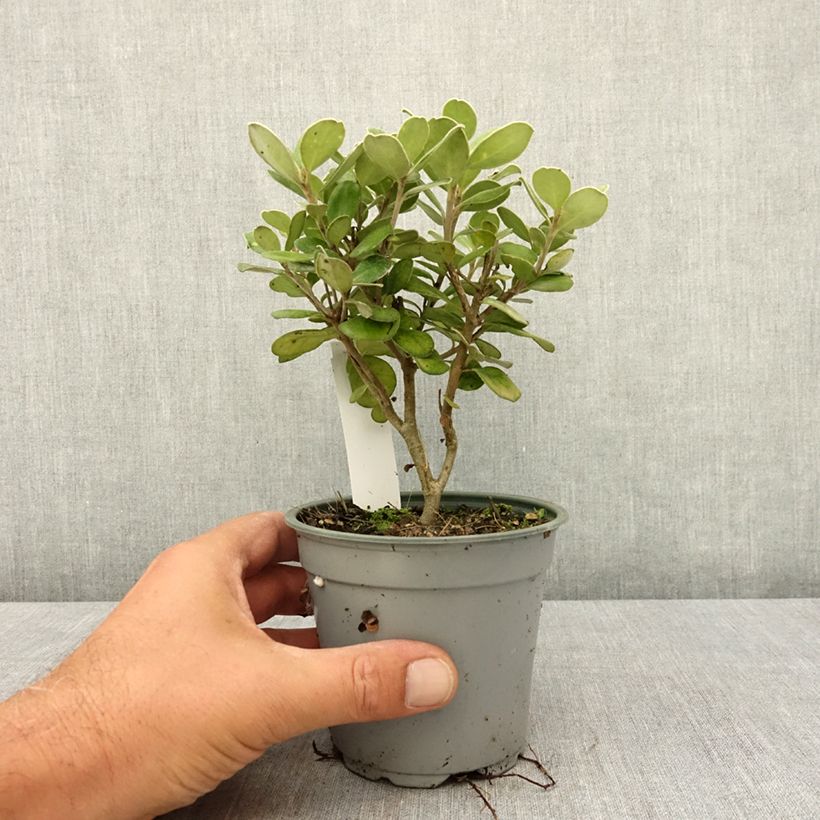 Ejemplar de Podocarpus macrophyllus Mood Ring Maceta de 12 cm / 13 cm entregado en verano