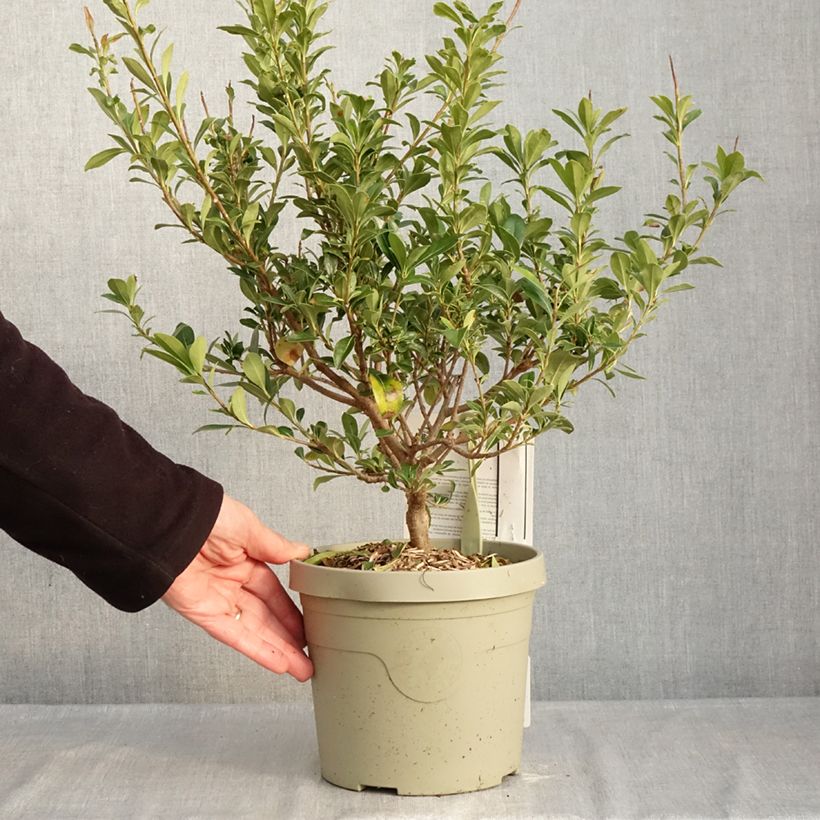Pittosporum Green Mound - Azahar de la China Maceta 3L/4L Ejemplar entregado en invierno