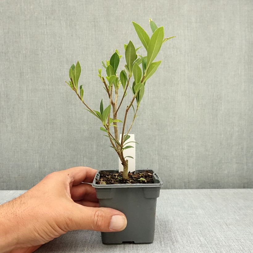 Ejemplar de Pittosporum heterophyllum Maceta de 8/9 cm entregado en verano