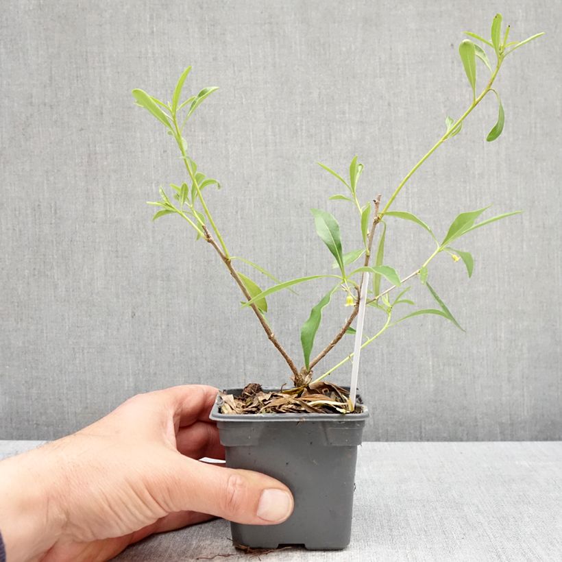 Pittosporum heterophyllum Maceta de 8/9 cm Ejemplar entregado en la primavera