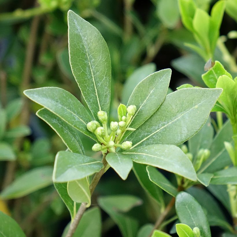 Pittosporum heterophyllum Quissac (Follaje)