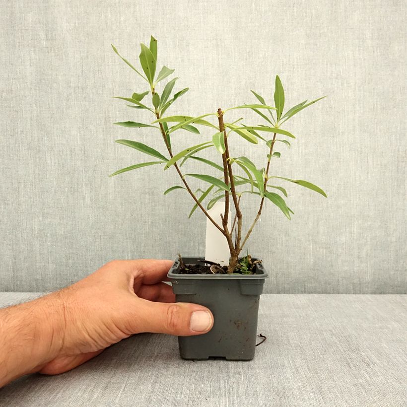 Ejemplar de Pittosporum heterophyllum Quissac - Pittospore à feuilles variables Godet de 8/9 cm entregado en verano