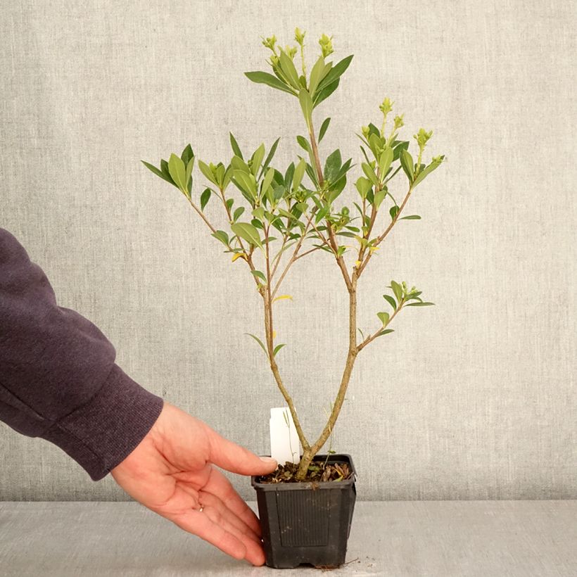 Pittosporum heterophyllum Quissac - Pittospore à feuilles variables Maceta de 8/9 cm Ejemplar entregado en la primavera