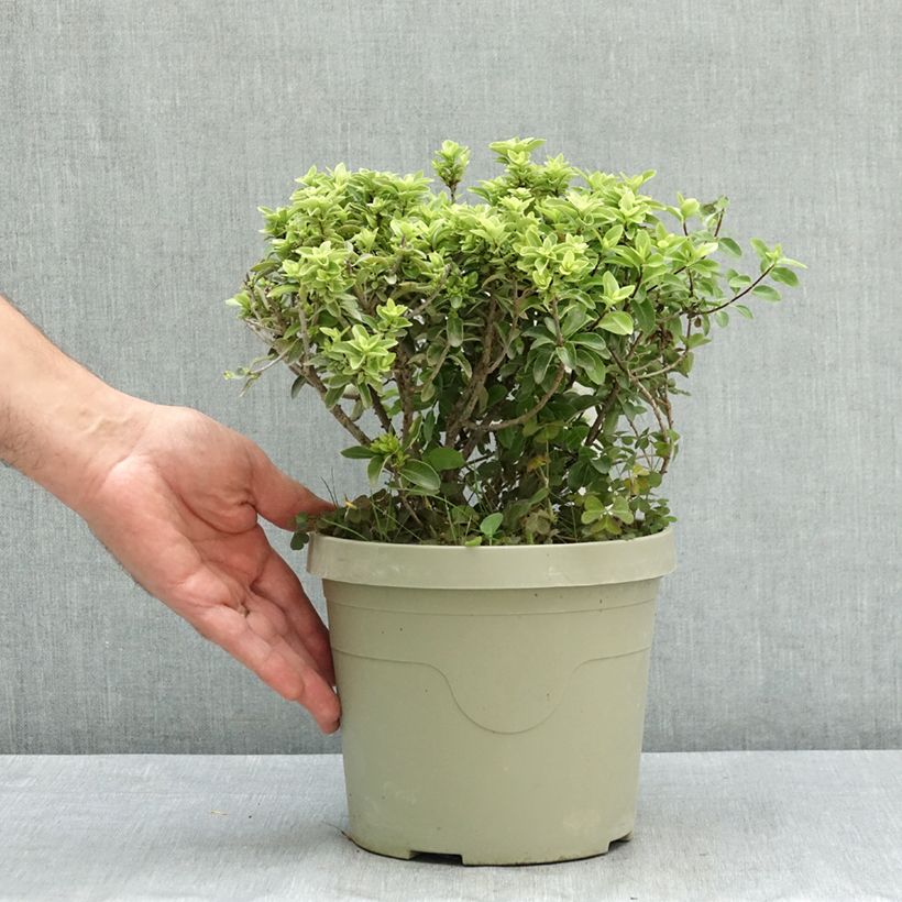 Ejemplar de Pittosporum Orbitea Maceta 3L/4L entregado en verano