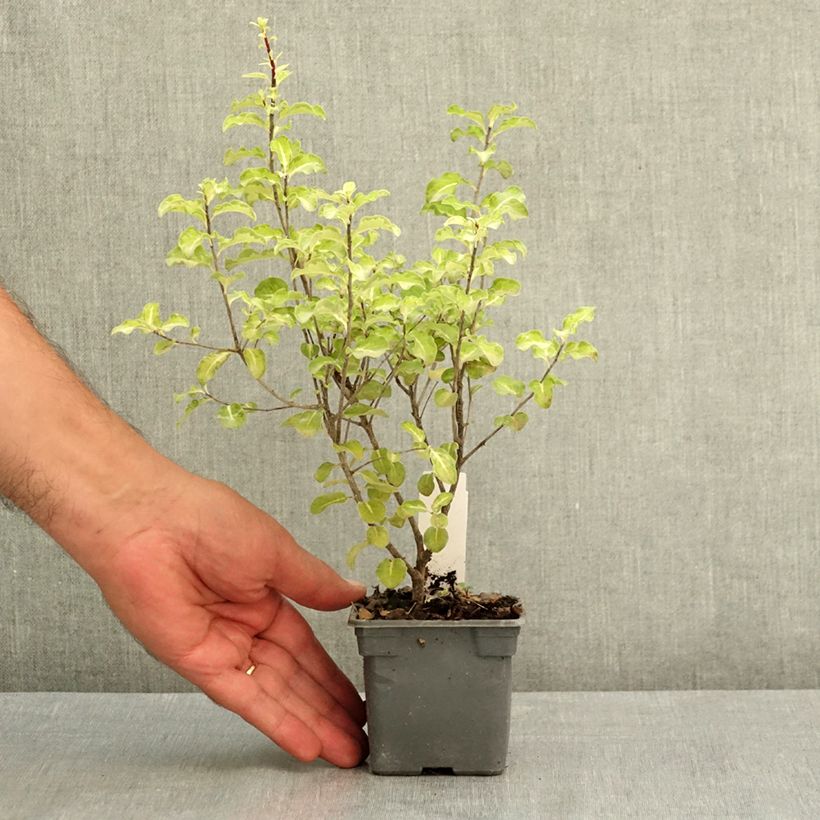 Ejemplar de Pittosporum tenuifolium Abbotsbury Gold Maceta de 8/9 cm entregado en verano
