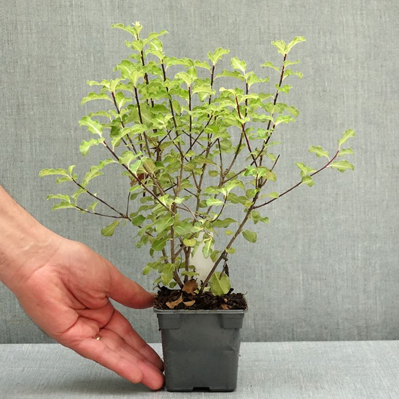 Pittosporum tenuifolium Abbotsbury Gold Maceta de 8/9 cm Ejemplar entregado en la primavera