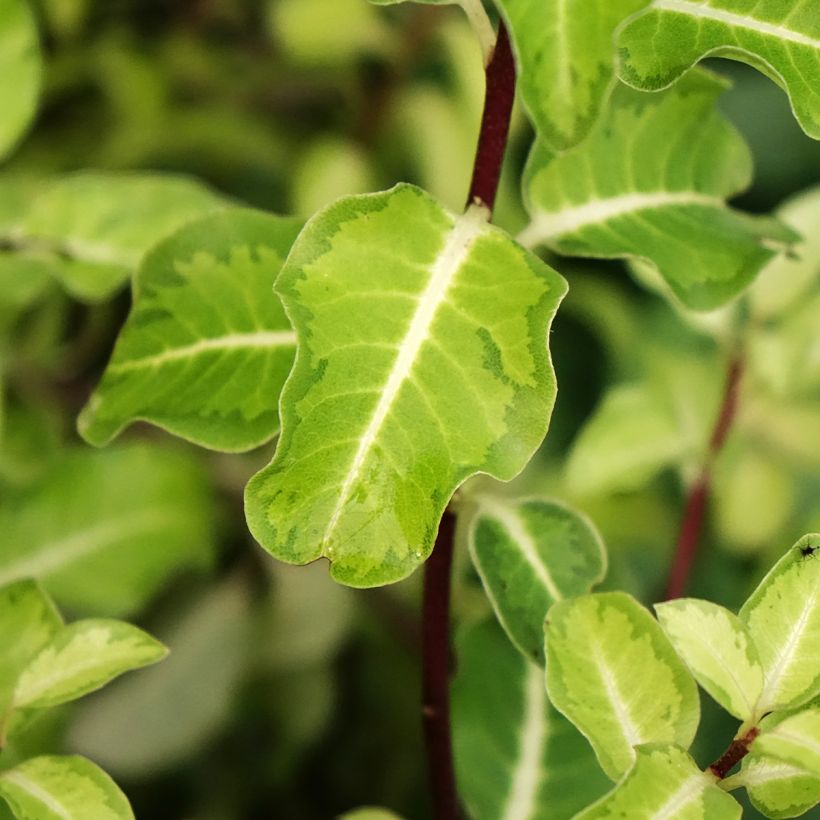 Pittosporum tenuifolium Brin de Soleil (Follaje)