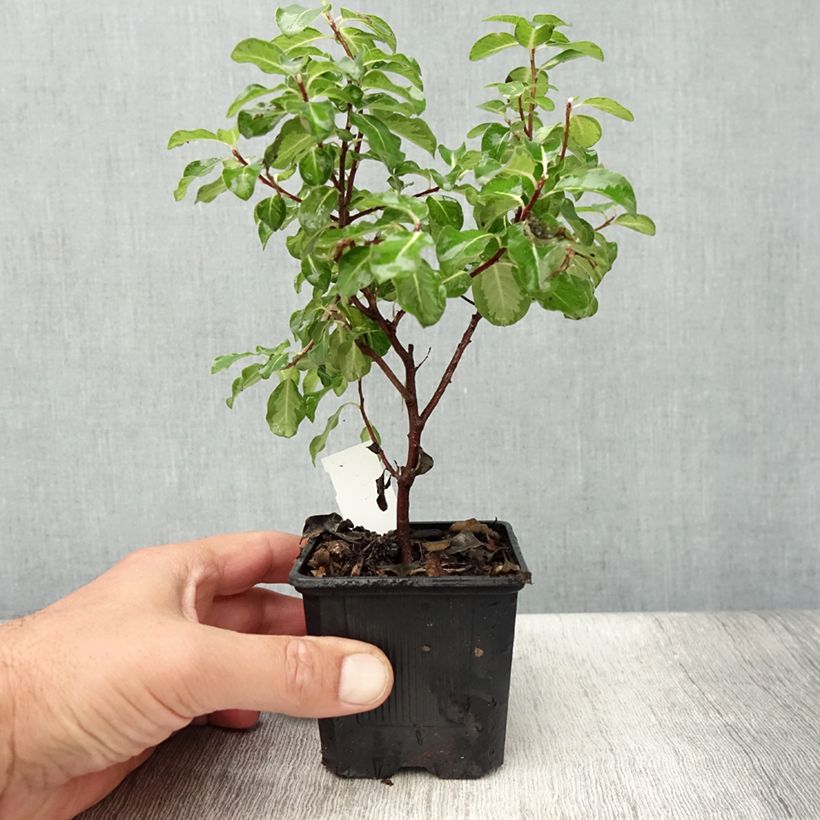 Ejemplar de Pittosporum tenuifolium Brin de Soleil Maceta de 8/9 cm entregado en verano