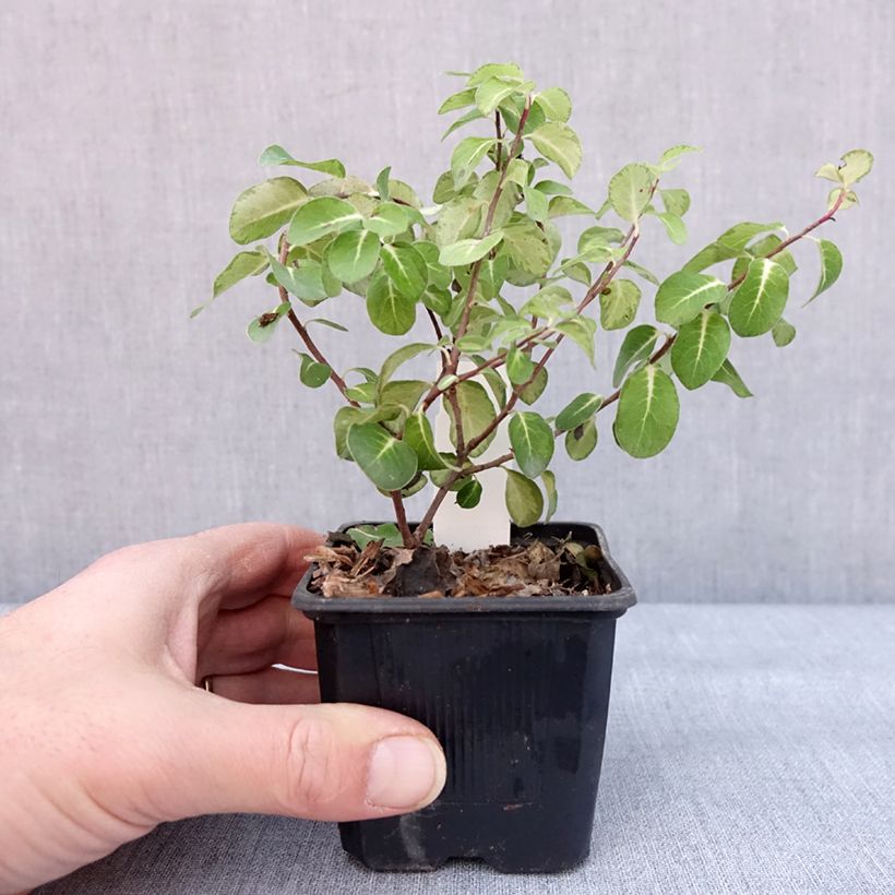 Pittosporum tenuifolium Brin de Soleil Maceta de 8/9 cm Ejemplar entregado en invierno