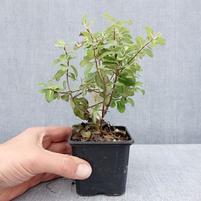 Pittosporum tenuifolium Brin de Soleil Maceta de 8/9 cm Ejemplar entregado en la primavera