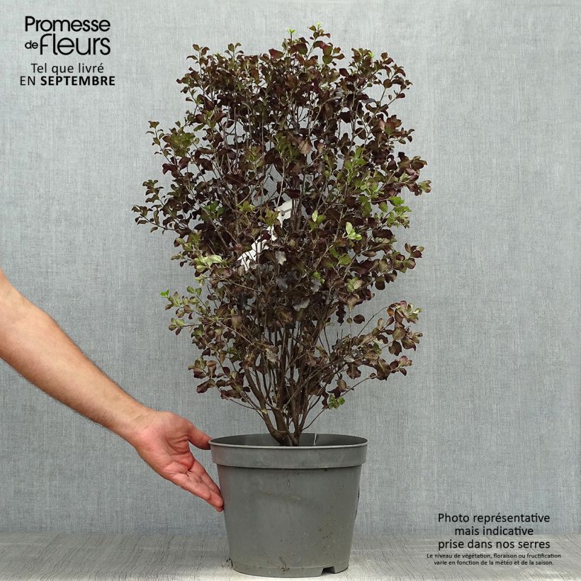 Ejemplar de Pittosporum tenuifolium Dark Diva Maceta 4L/5L entregado en otoño