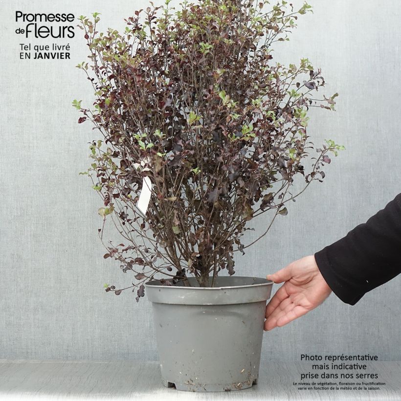 Pittosporum tenuifolium Dark Diva Maceta 4L/5L Ejemplar entregado en invierno
