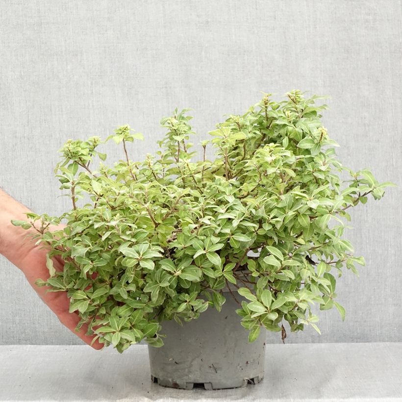 Ejemplar de Pittosporum tenuifolium Golden Ball Maceta 2L/3L entregado en verano