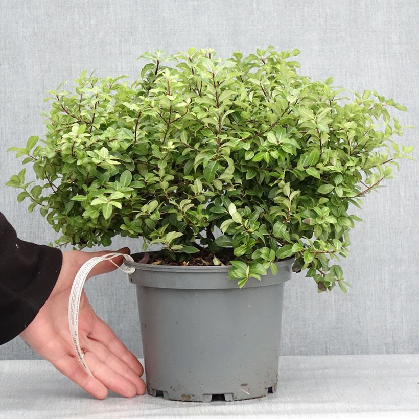 Pittosporum tenuifolium Golden Ball Maceta 2L/3L Ejemplar entregado en invierno