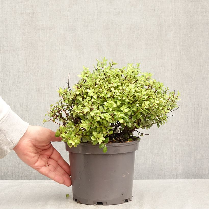 Pittosporum tenuifolium Golden Ball Maceta 2L/3L Ejemplar entregado en la primavera