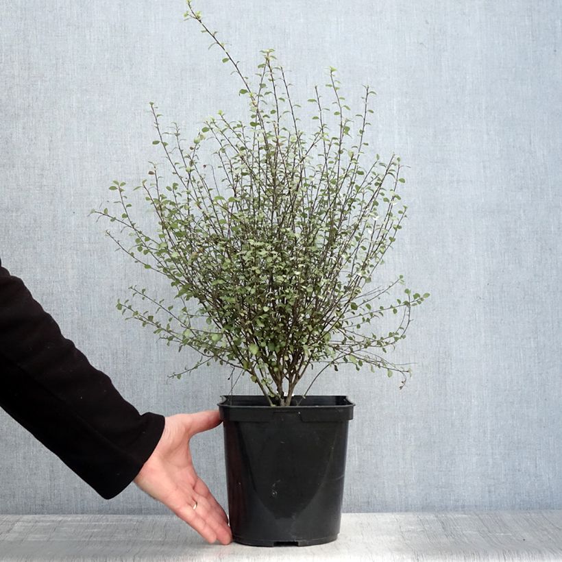 Pittosporum tenuifolium Green elf Maceta 4L/5L Ejemplar entregado en invierno