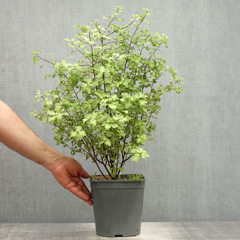 Pittosporum tenuifolium Green elf Maceta 4L/5L Ejemplar entregado en la primavera