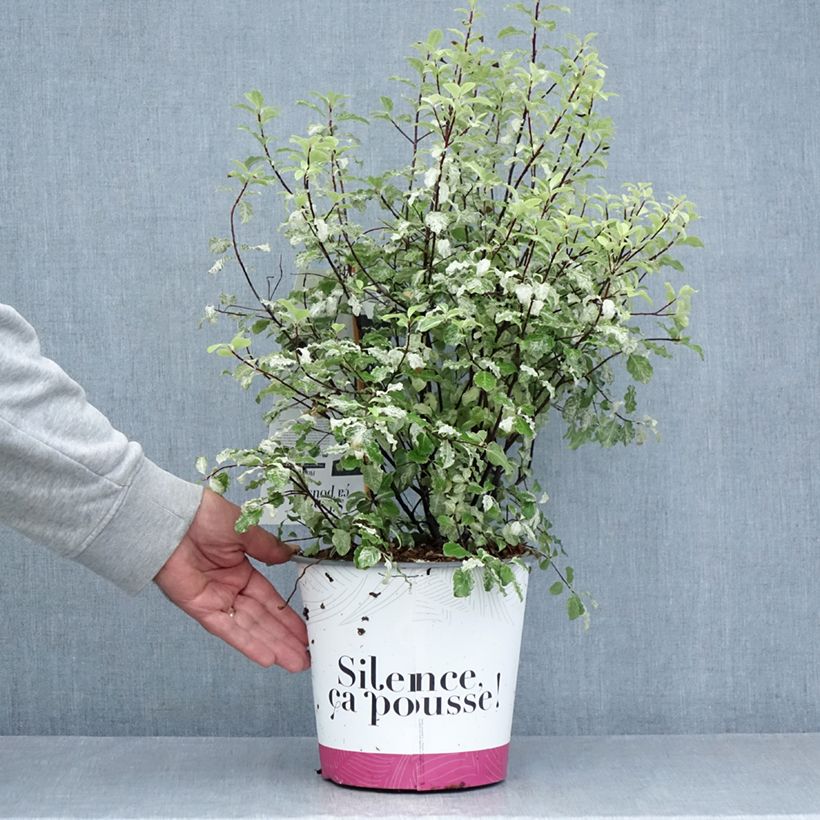 Ejemplar de Pittosporum tenuifolium Irene Patterson Maceta 4L/5L entregado en verano