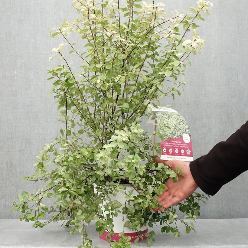 Pittosporum tenuifolium Irene Patterson Maceta 4L/5L Ejemplar entregado en la primavera