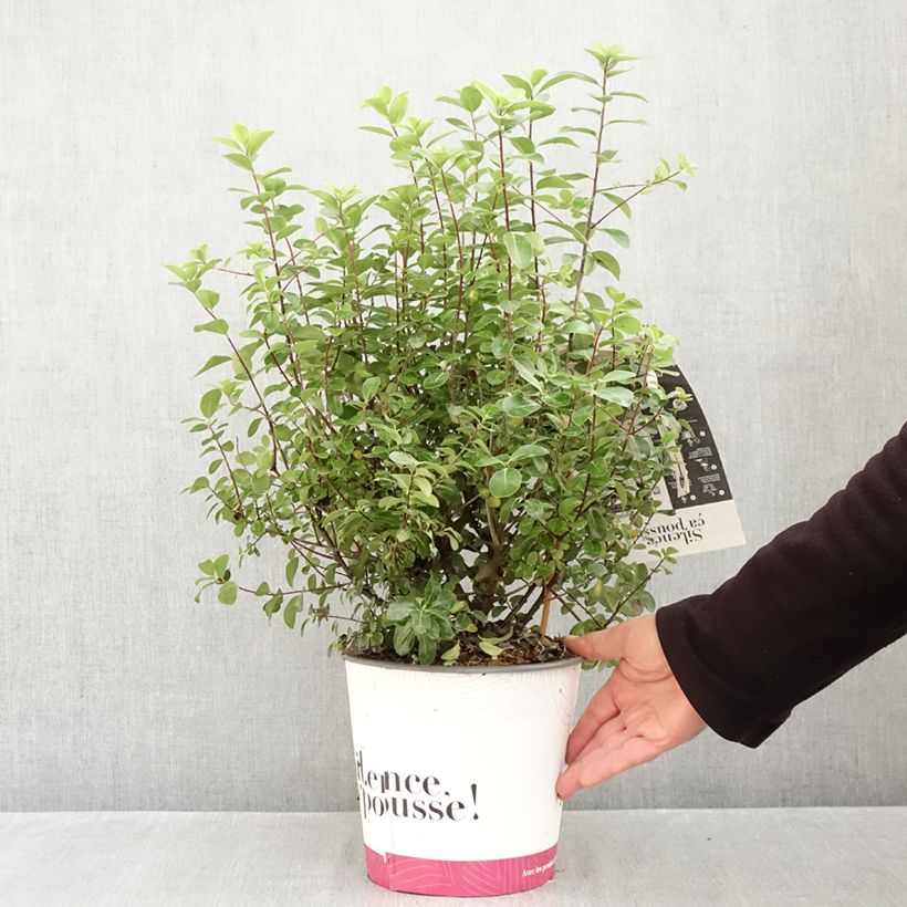 Ejemplar de Pittosporum tenuifolium Irish Luck Maceta 2L/3L entregado en otoño