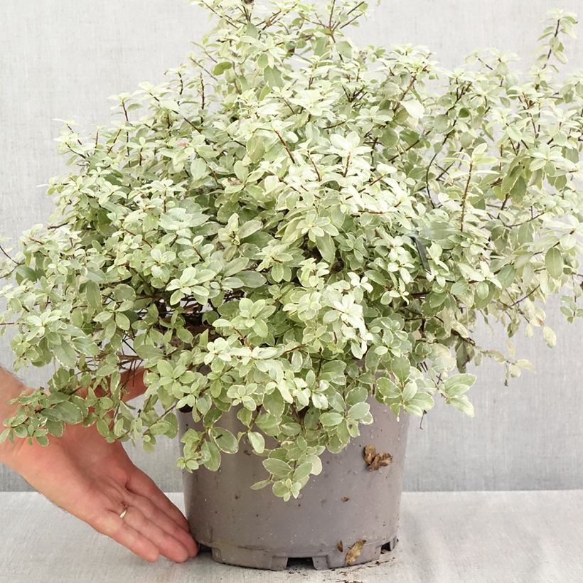 Ejemplar de Pittosporum tenuifolium Silver Ball Maceta 7,5L/10L, Bola entregado en otoño