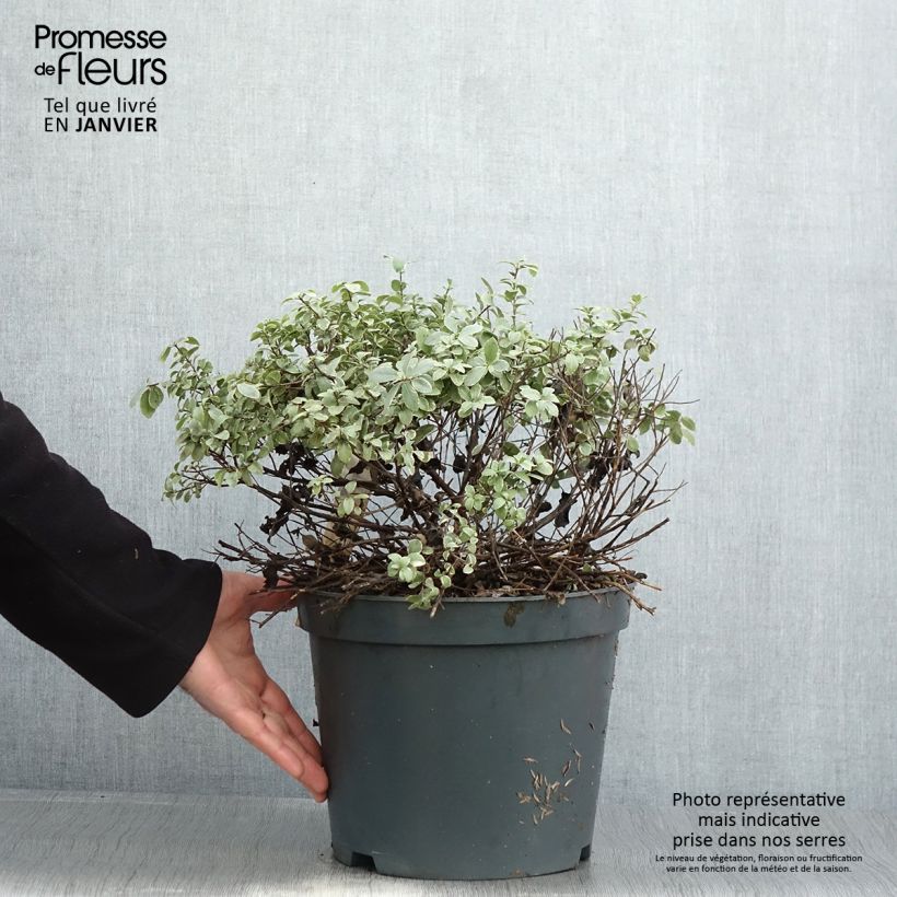 Pittosporum tenuifolium Silver Ball Maceta 7,5L/10L Ejemplar entregado en invierno