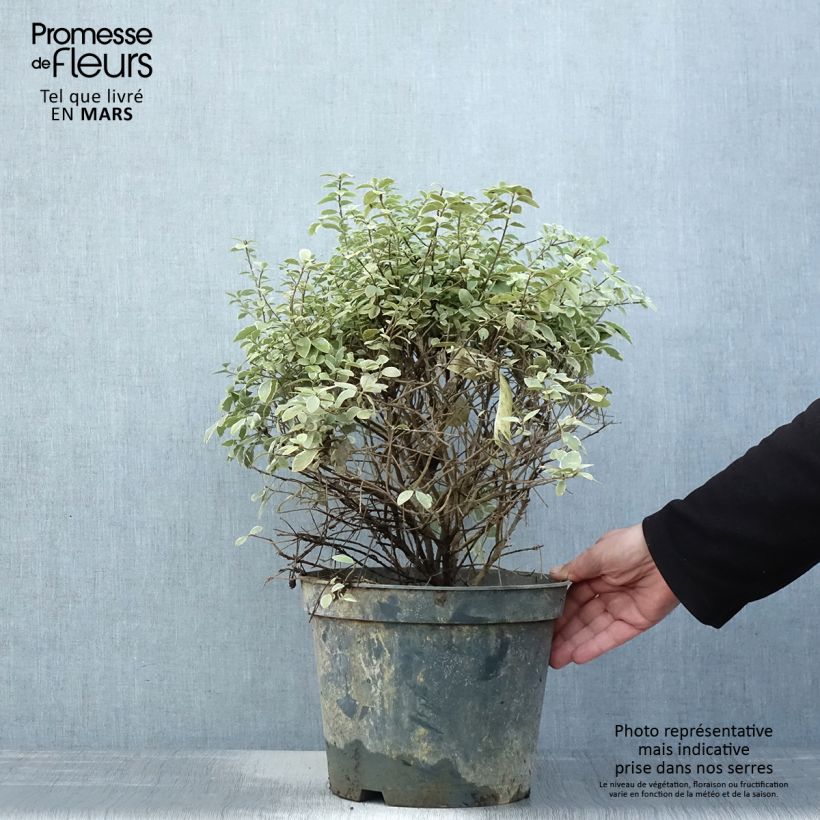 Pittosporum tenuifolium Silver Ball Maceta 7,5L/10L, Bola Ejemplar entregado en la primavera