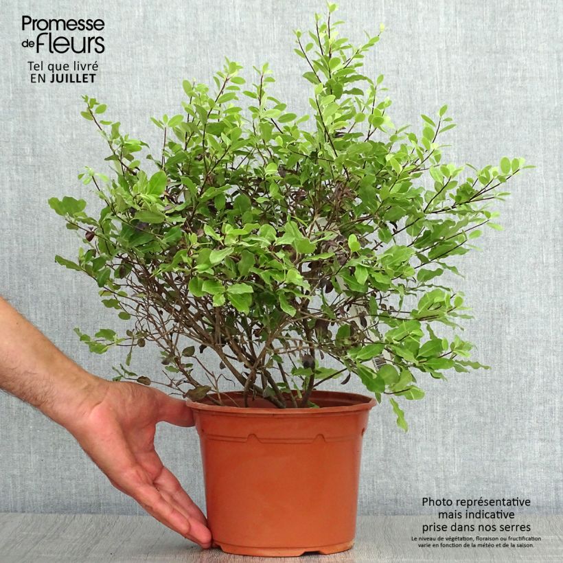 Ejemplar de Pittosporum tenuifolium Tom Thumb Maceta 2L/3L entregado en verano