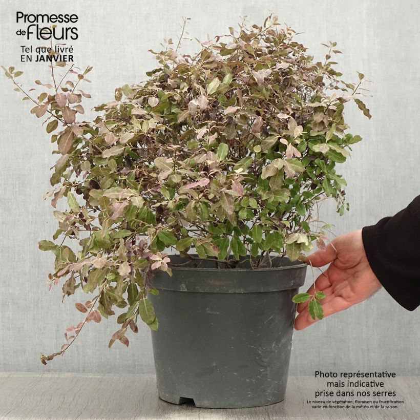 Pittosporum tenuifolium Tom Thumb Maceta 6L/7L Ejemplar entregado en invierno