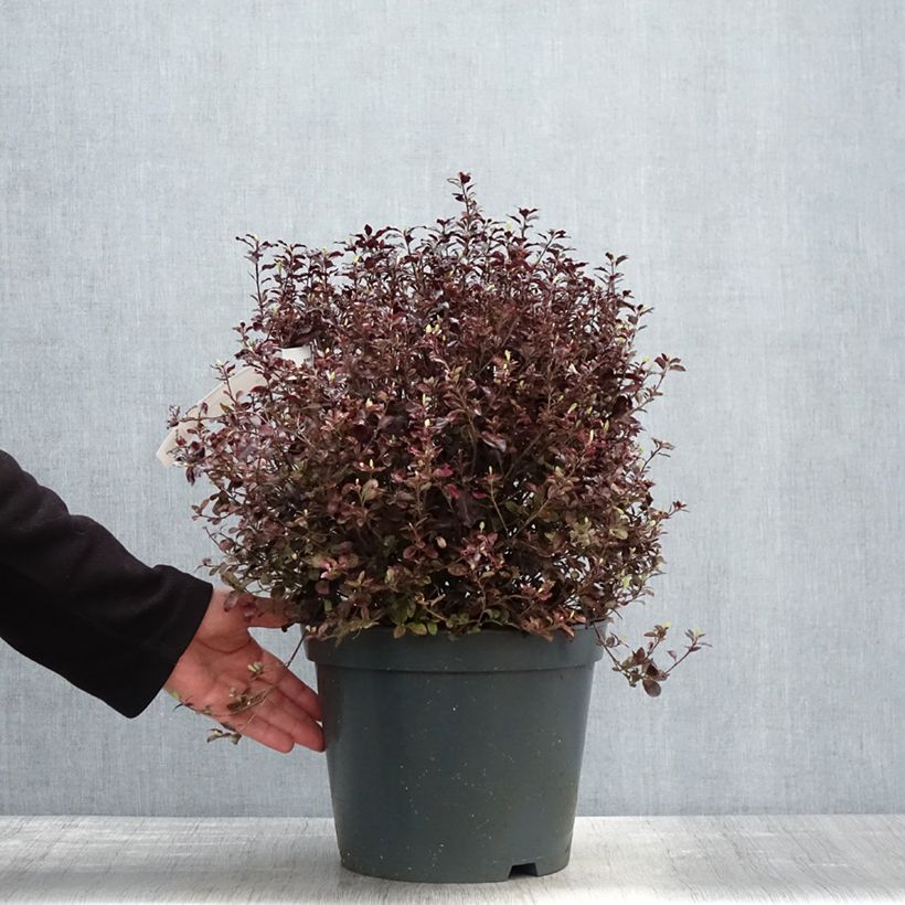 Pittosporum tenuifolium Tom Thumb Maceta 6L/7L Ejemplar entregado en la primavera