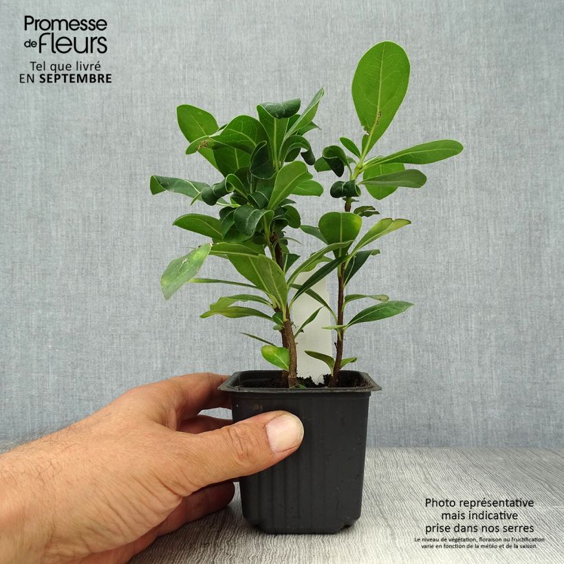 Ejemplar de Pittosporum tobira - Azahar Maceta de 8/9 cm entregado en otoño
