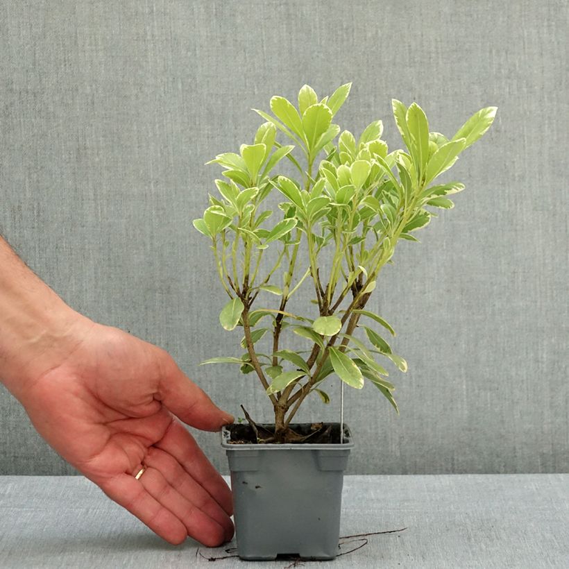 Pittosporum tobira var. nana Neige du mont Ventoux - Azahar de la China Maceta de 8/9 cm Ejemplar entregado en la primavera