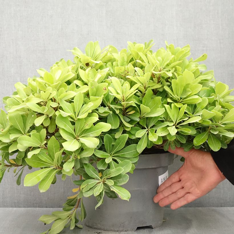Ejemplar de Pittosporum tobira Nanum - Azahar de la China Maceta 7,5L/10L entregado en verano