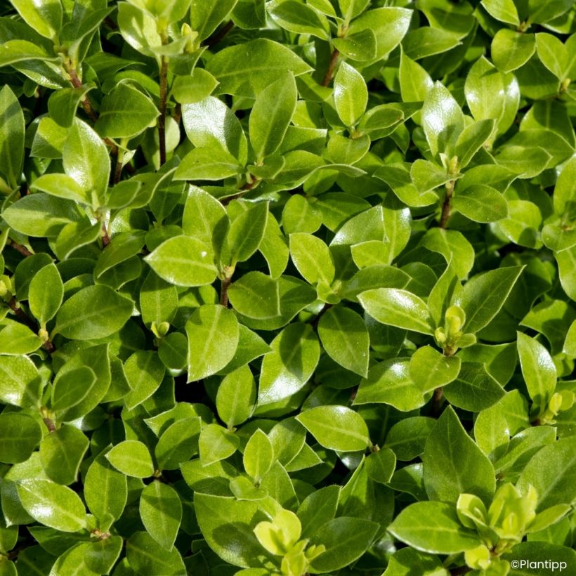 Pittosporum tenuifolium Beach Ball (Follaje)