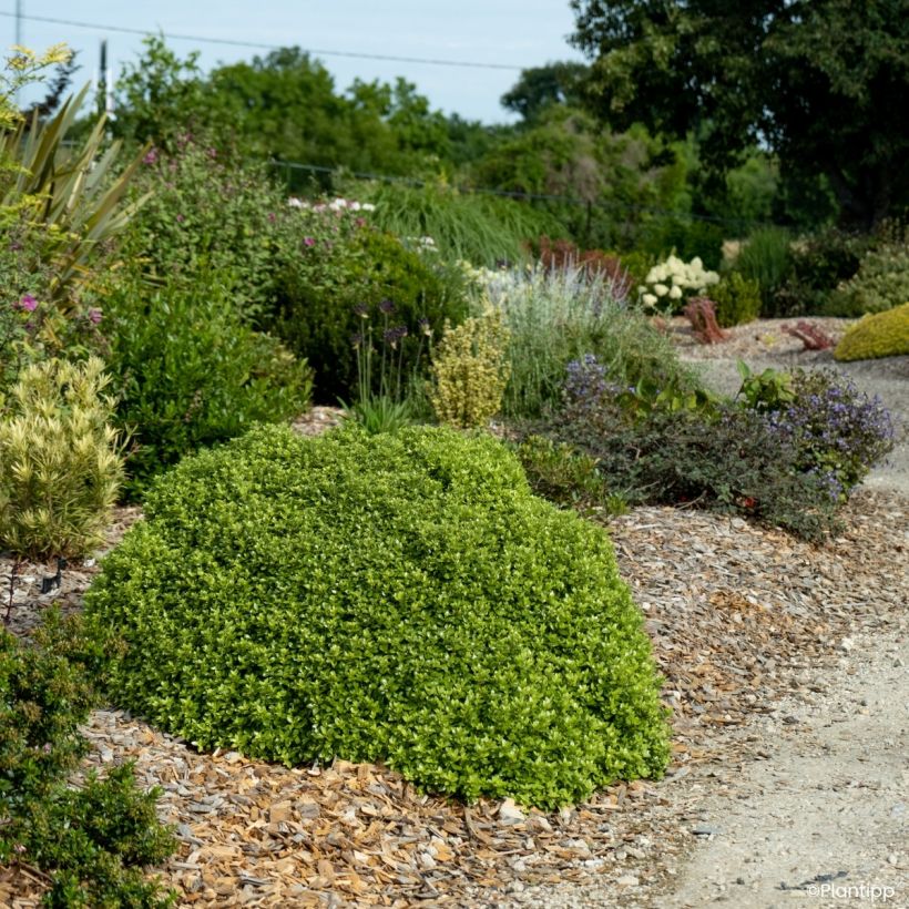 Pittosporum tenuifolium Beach Ball (Porte)