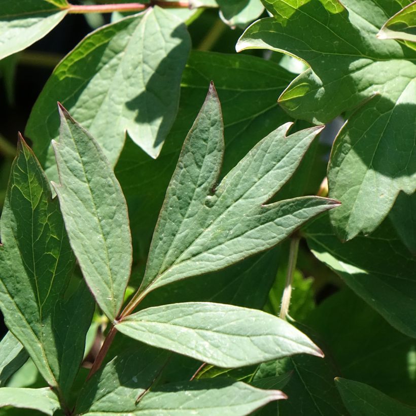 Peonía arbustiva Bai Yuan Hong Xia - Paeonia suffruticosa (Follaje)