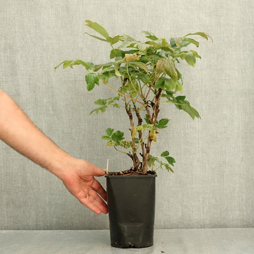 Ejemplar de Peonía arbustiva Bai Yuan Hong Xia - Paeonia suffruticosa Maceta 2L/3L entregado en verano