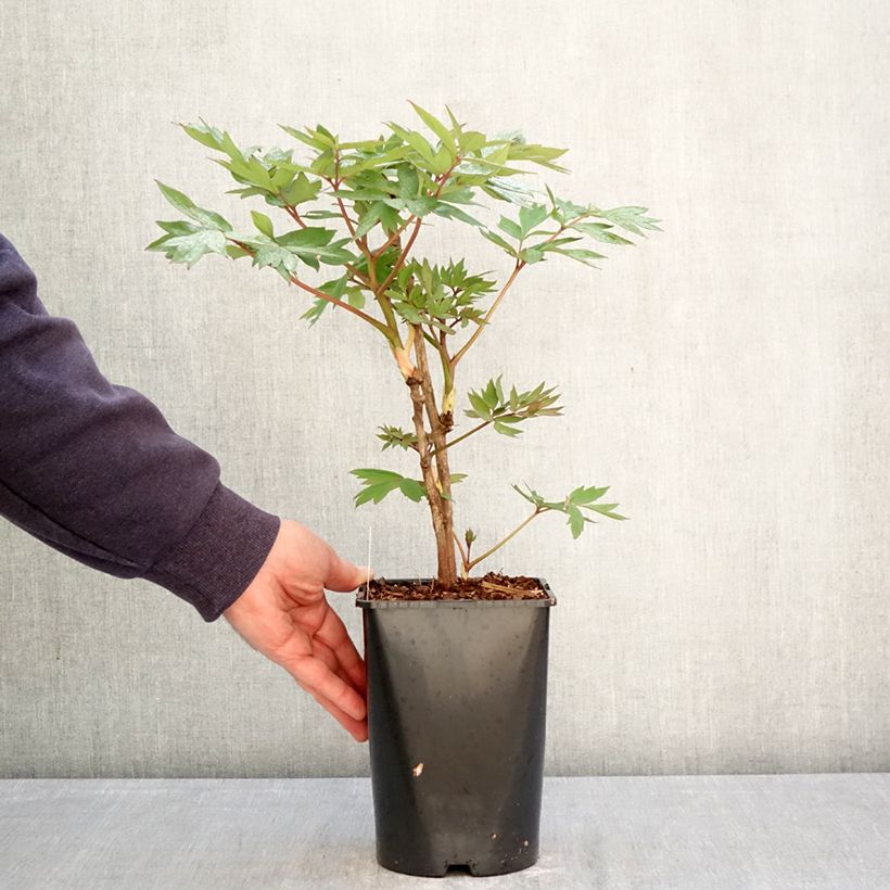 Peonía arbustiva Bai Yuan Hong Xia - Paeonia suffruticosa Maceta 2L/3L Ejemplar entregado en la primavera