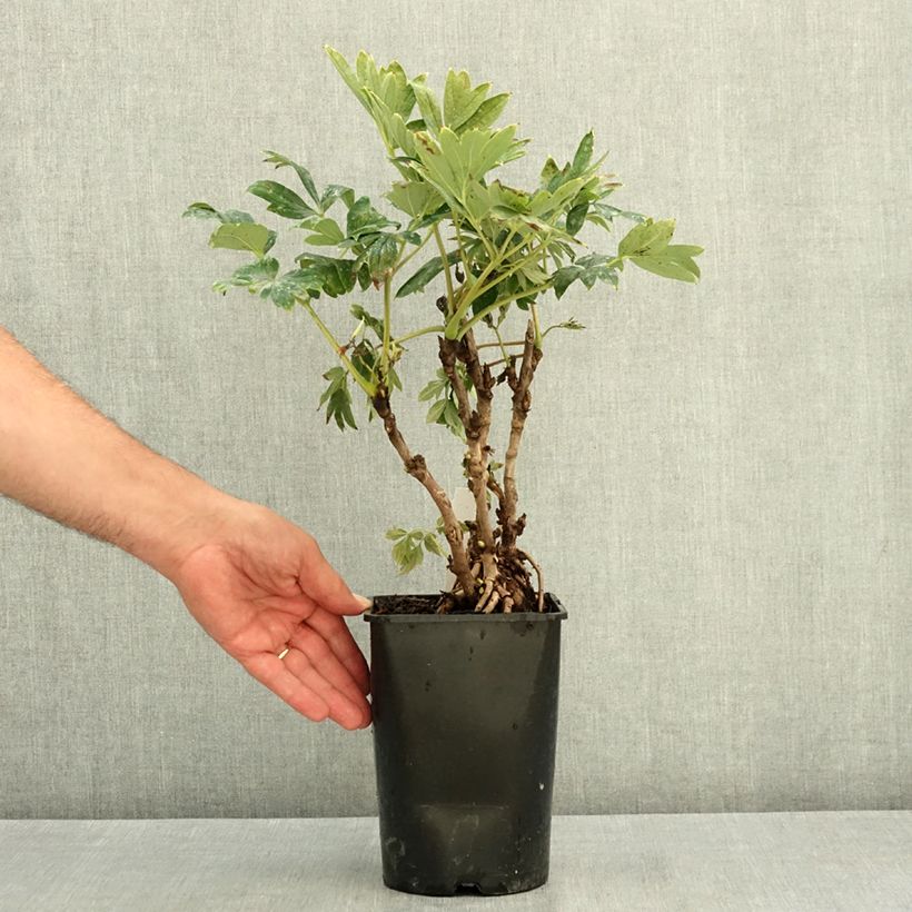 Ejemplar de Peonía arbustiva Juan Ye Hong - Paeonia suffruticosa Maceta 2L/3L entregado en verano