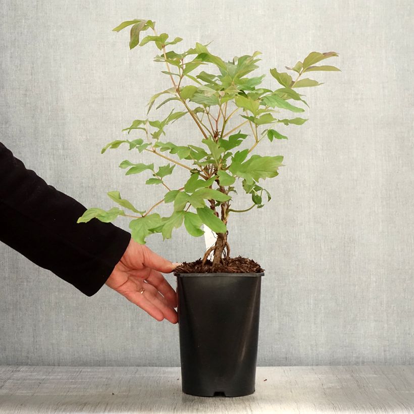 Peonía arbustiva Juan Ye Hong - Paeonia suffruticosa Maceta 2L/3L Ejemplar entregado en la primavera